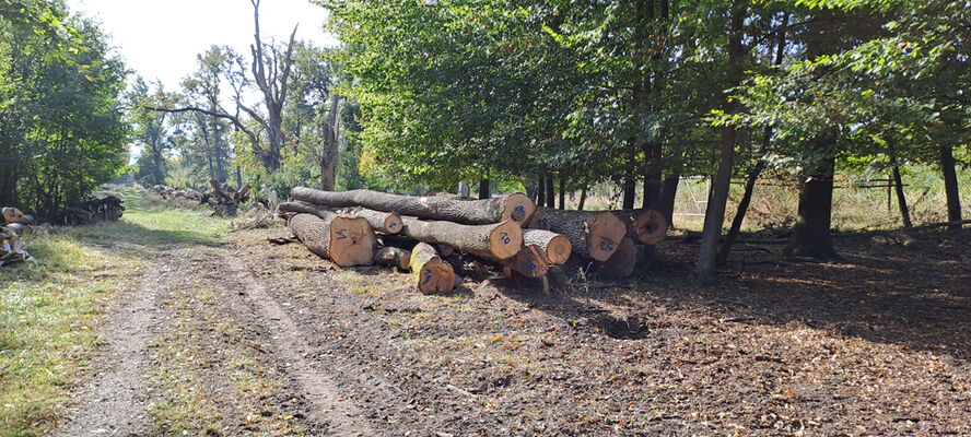 Lanžhot, 18.10.2023
Obora Soutok. Hlavní alej u Barvínkova hrúdu.
Keywords: Lanžhot obora Soutok Hlavní alej Barvínkův hrúd