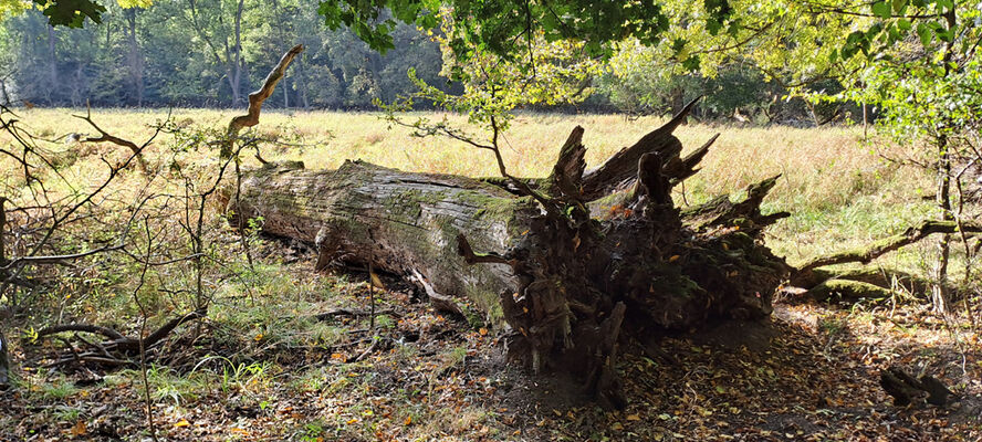 Lanžhot, 18.10.2023
Obora Soutok - Cahnov.
Keywords: Lanžhot obora Soutok Cahnov