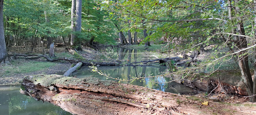 Lanžhot, 18.10.2023
Obora Soutok - Cahnov.
Schlüsselwörter: Lanžhot obora Soutok Cahnov