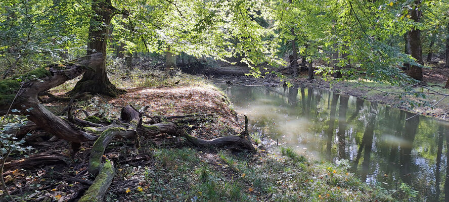 Lanžhot, 18.10.2023
Obora Soutok - Cahnov.
Keywords: Lanžhot obora Soutok Cahnov