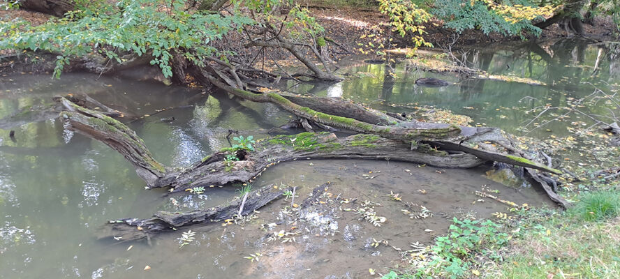 Lanžhot, 18.10.2023
Obora Soutok - Cahnov.
Keywords: Lanžhot obora Soutok Cahnov