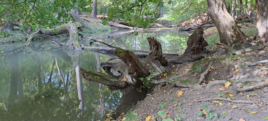 Lanžhot, 18.10.2023
Obora Soutok - Cahnov.
Schlüsselwörter: Lanžhot obora Soutok Cahnov