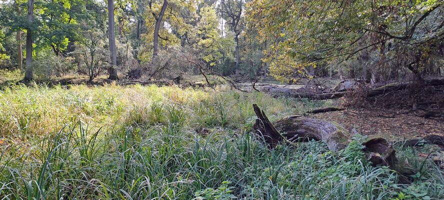 Lanžhot, 18.10.2023
Obora Soutok - Cahnov.
Keywords: Lanžhot obora Soutok Cahnov