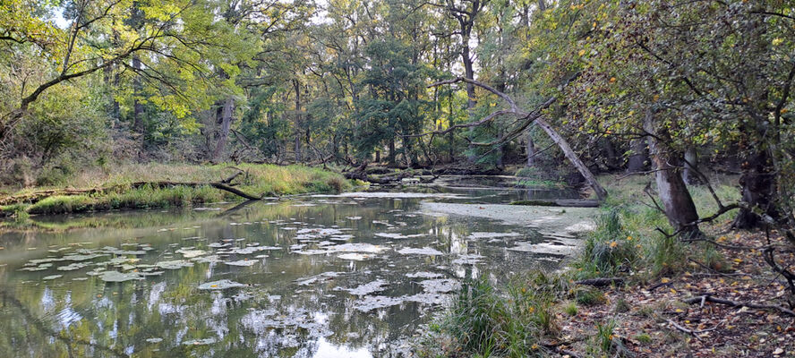 Lanžhot, 18.10.2023
Obora Soutok - Cahnov.
Klíčová slova: Lanžhot obora Soutok Cahnov