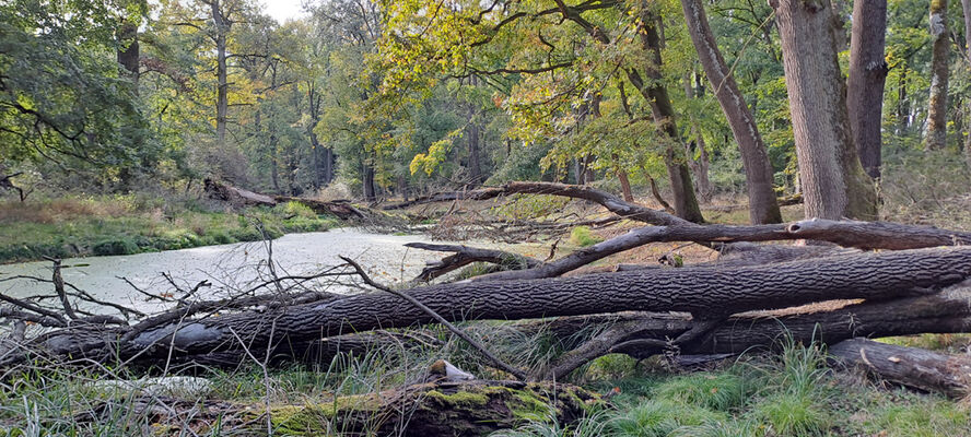 Lanžhot, 18.10.2023
Obora Soutok - Cahnov.
Keywords: Lanžhot obora Soutok Cahnov