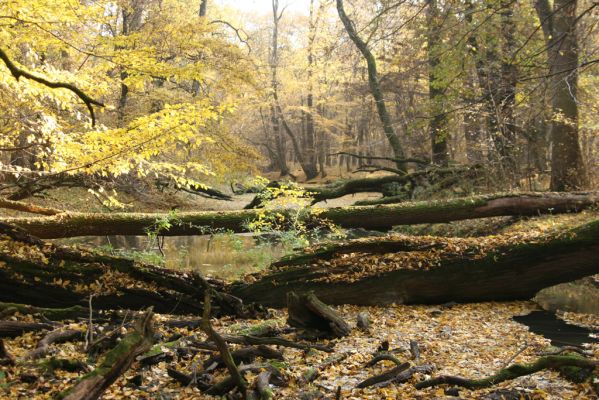 Lanžhot, 28.10.2015
Podzimní atmosféra na Soutoku - Cahnov.



Mots-clés: Lanžhot Soutok Cahnov