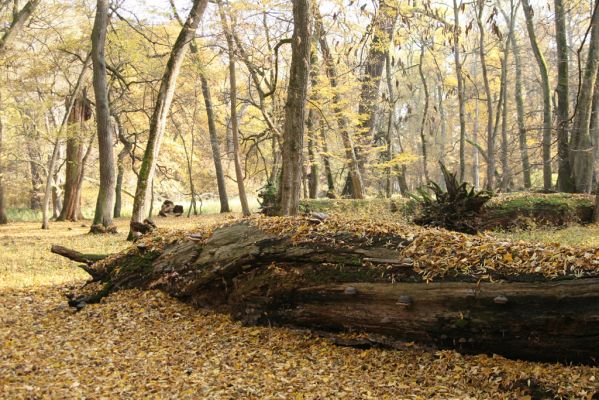 Lanžhot, 28.10.2015
Podzimní atmosféra na Soutoku - Cahnov.


Mots-clés: Lanžhot Soutok Cahnov