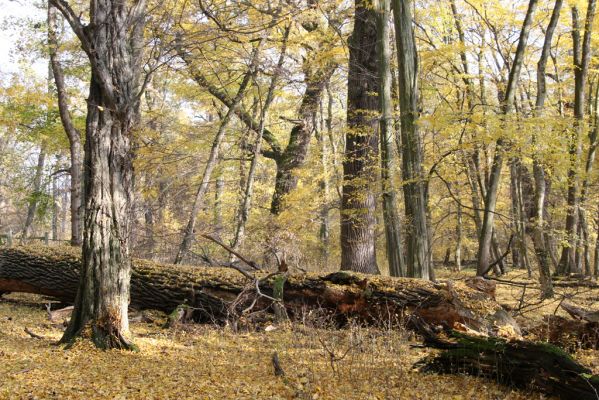 Lanžhot, 28.10.2015
Podzimní atmosféra na Soutoku - Cahnov.
Schlüsselwörter: Lanžhot Soutok Cahnov