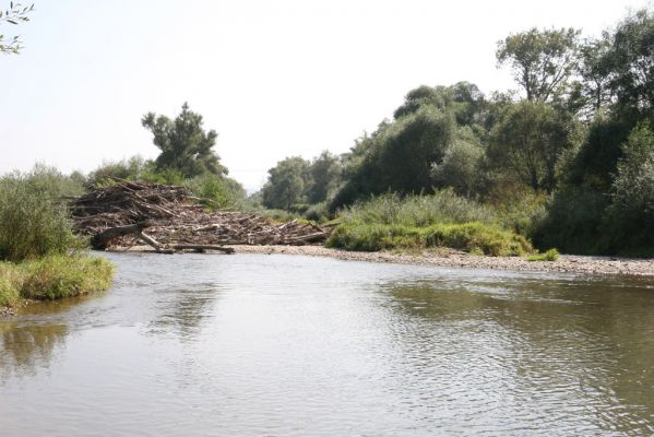 Lascov - Brezov, 19.9.2014
Meandry Topľy - mohutný náplav z kmenů.



Klíčová slova: Lascov Brezov řeka Topľa