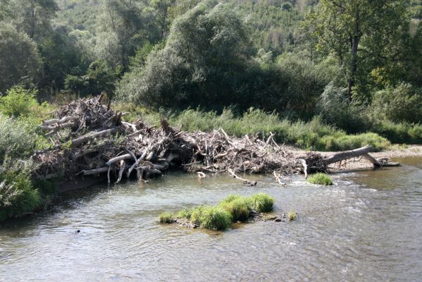 Lascov - Brezov, 19.9.2014
Meandry Topľy - naplavené kmeny.



Klíčová slova: Lascov Brezov řeka Topľa