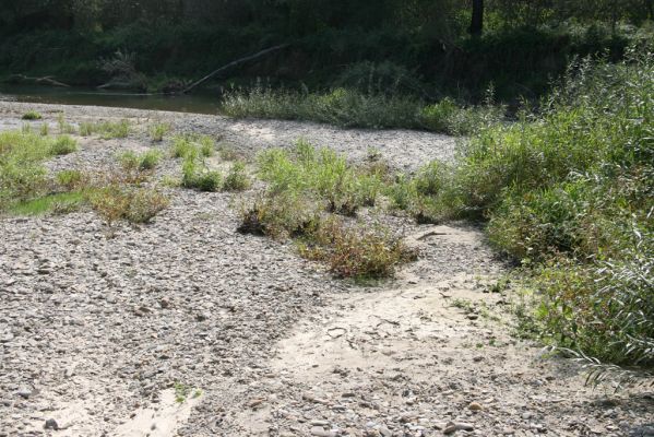 Lascov - Brezov, 19.9.2014
Meandry Topľy.



Klíčová slova: Lascov Brezov řeka Topľa Zorochros dermestoides quadriguttatus