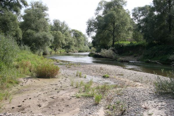 Lascov - Brezov, 19.9.2014
Meandry Topľy.


Klíčová slova: Lascov Brezov řeka Topľa Zorochros dermestoides quadriguttatus