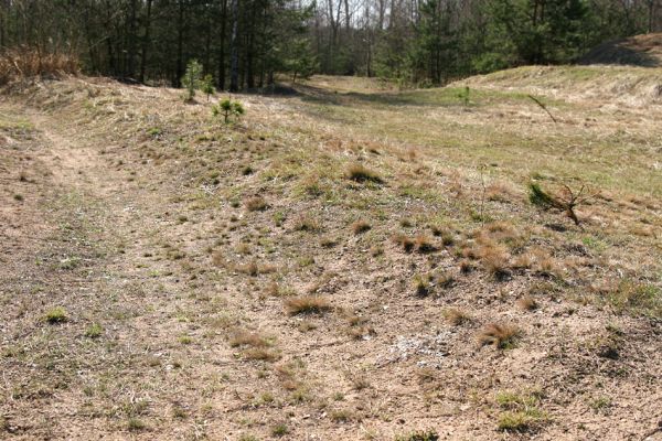 Lázně Bohdaneč, 30.3.2010
Na kovárně - motokrosový areál. Biotop ohroženého pískomilného hmyzu.
Klíčová slova: Lázně Bohdaneč Na kovárně Anomala dubia Maladera holosericea