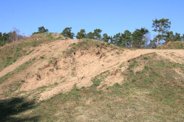 Lázně Bohdaneč, 30.3.2010
Na kovárně - motokrosový areál. Biotop ohroženého pískomilného hmyzu.
Klíčová slova: Lázně Bohdaneč Na kovárně