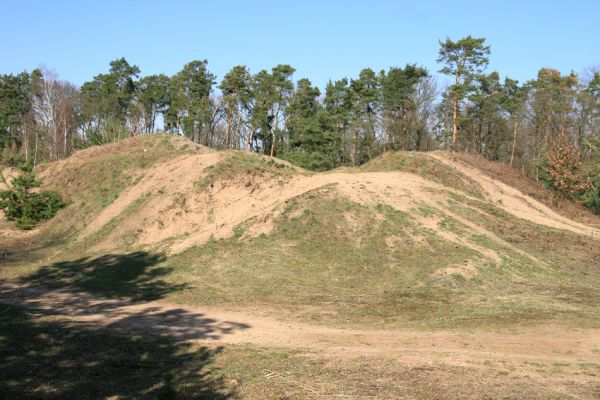 Lázně Bohdaneč, 30.3.2010
Na kovárně - motokrosový areál. Biotop ohroženého pískomilného hmyzu. Na snímku unikátní hnízdiště samotářských včel. 
Klíčová slova: Lázně Bohdaneč Na kovárně