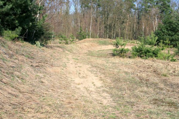 Lázně Bohdaneč, 30.3.2010
Na kovárně - motokrosový areál. Biotop ohroženého pískomilného hmyzu.
Klíčová slova: Lázně Bohdaneč Na kovárně Maladera holosericea