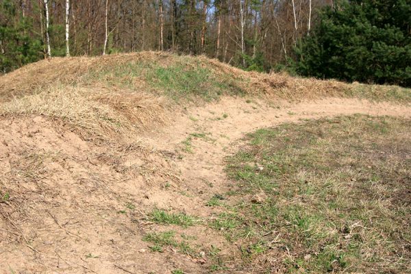 Lázně Bohdaneč, 30.3.2010
Na kovárně - motokrosový areál. Biotop ohroženého pískomilného hmyzu.
Klíčová slova: Lázně Bohdaneč Na kovárně Maladera holosericea