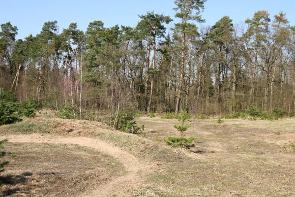 Lázně Bohdaneč, 30.3.2010
Na kovárně - motokrosový areál. Biotop ohroženého pískomilného hmyzu.
Schlüsselwörter: Lázně Bohdaneč Na kovárně Anisoplia villosa Maladera holosericea