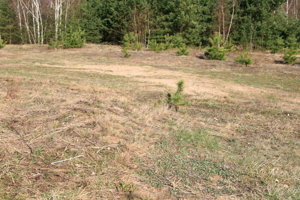 Lázně Bohdaneč, 30.3.2010
Na kovárně - motokrosový areál. Biotop ohroženého pískomilného hmyzu.
Klíčová slova: Lázně Bohdaneč Na kovárně Anisoplia villosa