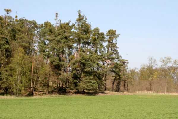 Lázně Bohdaneč, Dědek, 20.4.2011
Jihovýchodní okraj písečné duny u Dědku.
Schlüsselwörter: Lázně Bohdaneč Dědek Anomala dubia Cardiophorus asellus nigerrimus ruficollis