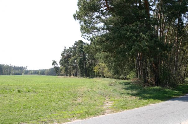 Lázně Bohdaneč, Dědek, 20.4.2011
Jihozápadní okraj písečné duny u Dědku.
Mots-clés: Lázně Bohdaneč Dědek Cardiophorus nigerrimus