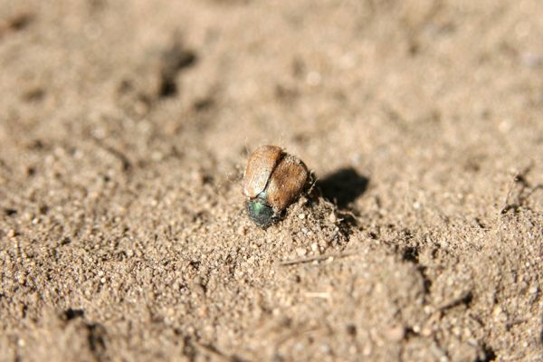 Lázně Bohdaneč, Dědek, 20.4.2011
 Mrtvolka chroustka Anomala dubia.
Klíčová slova: Lázně Bohdaneč Dědek Anomala dubia