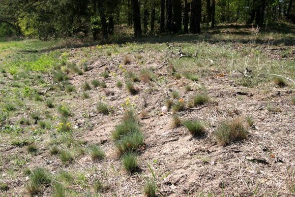 Lázně Bohdaneč, Dědek, 20.4.2011
Písčina na jihovýchodním okraji písečné duny u Dědku. Biotop kovaříka Cardiophorus asellus.
Klíčová slova: Lázně Bohdaneč Dědek Anomala dubia Cardiophorus asellus nigerrimus ruficollis