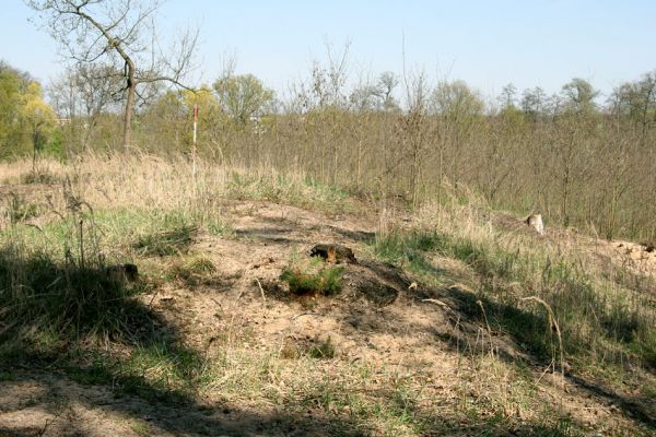 Lázně Bohdaneč, Dědek, 20.4.2011
Jihovýchodní hřbet písečné duny u Dědku. Po odtěžení borovic zarůstá akáty.
Keywords: Lázně Bohdaneč Dědek