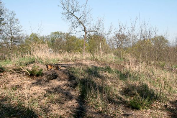 Lázně Bohdaneč, Dědek, 20.4.2011
Jihovýchodní hřbet písečné duny u Dědku. Po odtěžení borovic zarůstá akáty.
Mots-clés: Lázně Bohdaneč Dědek