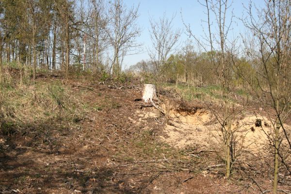 Lázně Bohdaneč, Dědek, 20.4.2011
Pohled na jihovýchodní hřbet písečné duny u Dědku.
Klíčová slova: Lázně Bohdaneč Dědek