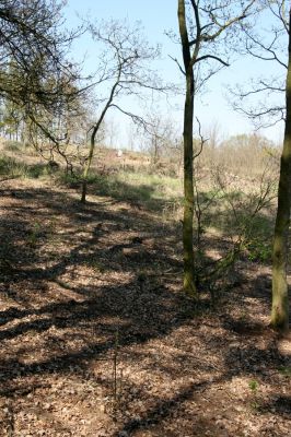 Lázně Bohdaneč, Dědek, 20.4.2011
Pohled na jihovýchodní hřbet písečné duny u Dědku.
Keywords: Lázně Bohdaneč Dědek