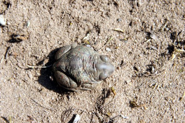 Lázně Bohdaneč, 20.4.2011
Blatnice skvrnitá na písčině u koupaliště.
Mots-clés: Lázně Bohdaneč koupaliště blatnice skvrnitá