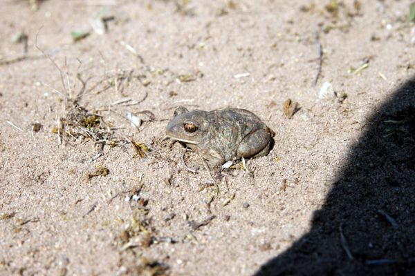 Lázně Bohdaneč, 20.4.2011
Blatnice skvrnitá na písčině u koupaliště.
Mots-clés: Lázně Bohdaneč koupaliště blatnice skvrnitá