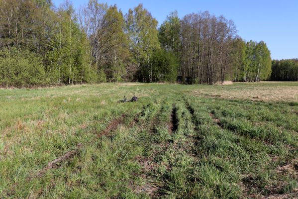 Lázně Bohdaneč, 23.4.2020
Podmáčená louka u východního okraje Bohdanečského rybníka.
Klíčová slova: Lázně Bohdaneč Bohdanečský rybník Liothorax niger