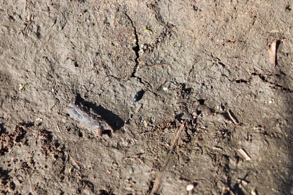 Lázně Bohdaneč, 23.4.2020
Podmáčená louka u východního okraje Bohdanečského rybníka. Hnojník Liothorax niger.
Keywords: Lázně Bohdaneč Bohdanečský rybník Liothorax niger