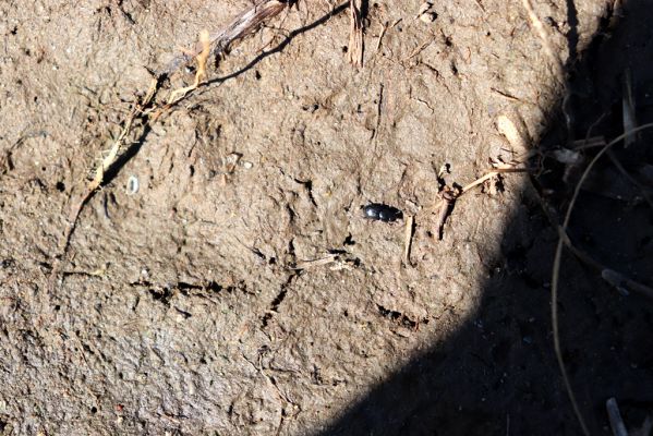 Lázně Bohdaneč, 23.4.2020
Podmáčená louka u východního okraje Bohdanečského rybníka. Hnojník Liothorax niger.
Klíčová slova: Lázně Bohdaneč Bohdanečský rybník Liothorax niger