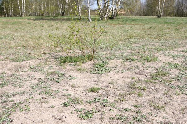 Lázně Bohdaneč, 17.4.2010
Malé hřiště u hřbitova. Tato písčina je domovem svižníků, včel, vosiček i chroustka Maladera holosericea.
Mots-clés: Lázně Bohdaneč hřiště Maladera holosericea