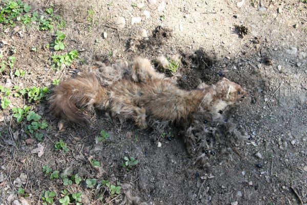 Lázně Bohdaneč, 17.4.2010
Na kovárně. Mrtvá kuna na lesní cestě hostí chrobáky Geotrupes stercorosus a hrobaříky Necrodes littoralis.
Schlüsselwörter: Lázně Bohdaneč Na kovárně