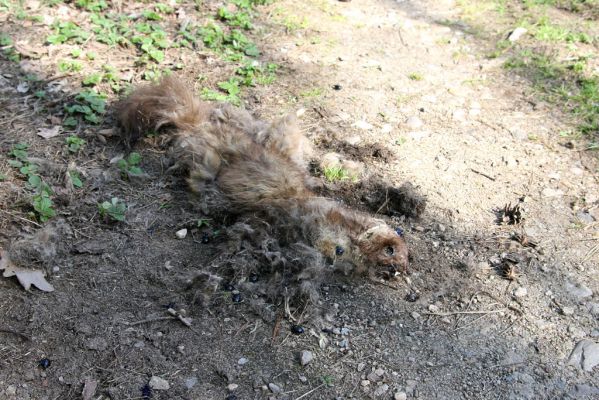 Lázně Bohdaneč, 17.4.2010
Na kovárně. Mrtvá kuna na lesní cestě hostí chrobáky Geotrupes stercorosus a hrobaříky Necrodes littoralis.
Mots-clés: Lázně Bohdaneč Na kovárně