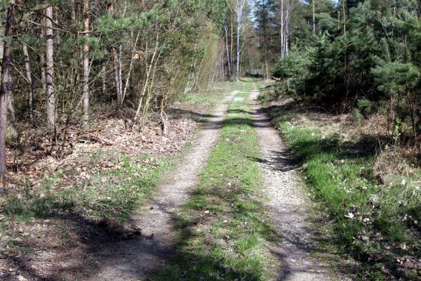 Lázně Bohdaneč, 17.4.2010
Lesní cesta od elektrovodů k motokrosové ploše Na kovárně.
Klíčová slova: Lázně Bohdaneč Na kovárně