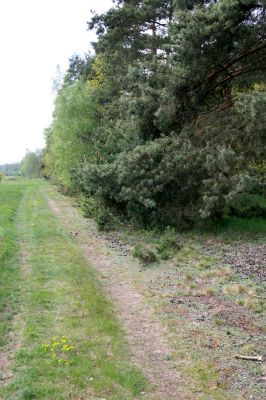 Lázně Bohdaneč, 30.4.2010
Severovýchodní okraj golfového hřiště. Biotop ohroženého pískomilného hmyzu.
Klíčová slova: Lázně Bohdaneč golf Cardiophorus ruficollis nigerrimus Ampedus elongatulus Limonius minutus