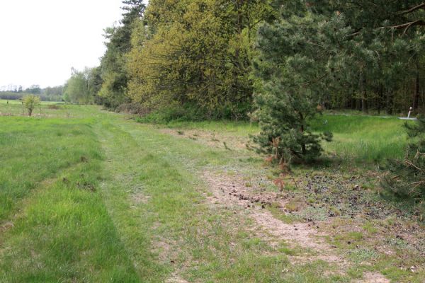 Lázně Bohdaneč, 30.4.2010
Severovýchodní okraj golfového hřiště. Biotop ohroženého pískomilného hmyzu.
Klíčová slova: Lázně Bohdaneč golf Cardiophorus ruficollis nigerrimus Ampedus elongatulus Limonius minutus Dicronychus cinereus