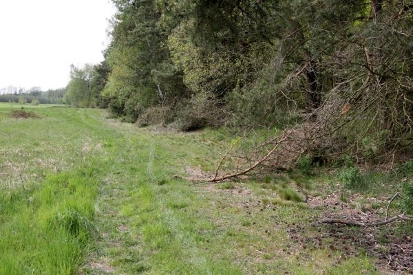 Lázně Bohdaneč, 30.4.2010
Severovýchodní okraj golfového hřiště. Biotop ohroženého pískomilného hmyzu.
Klíčová slova: Lázně Bohdaneč golf Cardiophorus ruficollis nigerrimus Ampedus elongatulus Limonius minutus