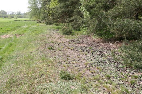 Lázně Bohdaneč, 30.4.2010
Severovýchodní okraj golfového hřiště. Biotop ohroženého pískomilného hmyzu.
Klíčová slova: Lázně Bohdaneč golf Cardiophorus ruficollis nigerrimus Ampedus elongatulus Limonius minutus