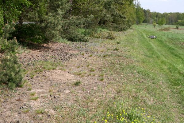 Lázně Bohdaneč, 30.4.2010
Severovýchodní okraj golfového hřiště. Biotop ohroženého pískomilného hmyzu.
Klíčová slova: Lázně Bohdaneč golf Cardiophorus ruficollis nigerrimus Ampedus elongatulus Limonius minutus