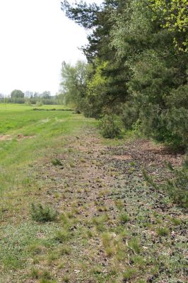 Lázně Bohdaneč, 30.4.2010
Severovýchodní okraj golfového hřiště. Biotop ohroženého pískomilného hmyzu.
Klíčová slova: Lázně Bohdaneč golf Cardiophorus ruficollis nigerrimus Ampedus elongatulus Limonius minutus