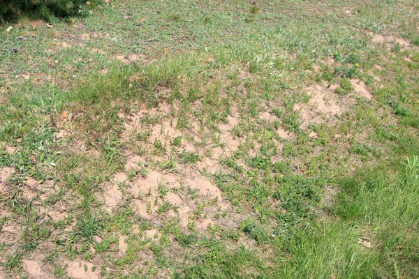 Lázně Bohdaneč, 30.4.2010
Severovýchodní okraj golfového hřiště. Biotop ohroženého pískomilného hmyzu.
Klíčová slova: Lázně Bohdaneč golf
