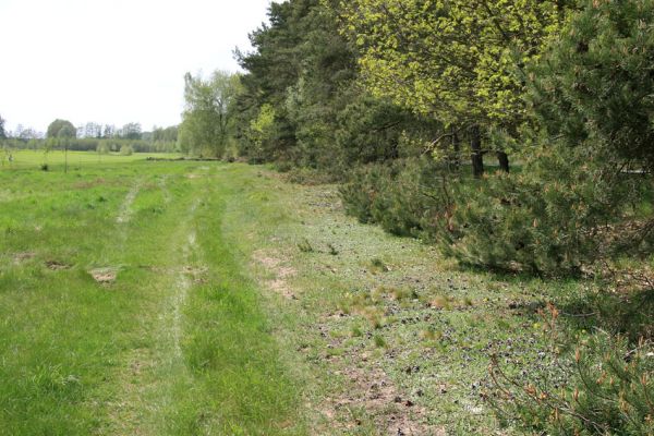 Lázně Bohdaneč, 30.4.2010
Severovýchodní okraj golfového hřiště. Biotop ohroženého pískomilného hmyzu.
Klíčová slova: Lázně Bohdaneč golf Cardiophorus ruficollis nigerrimus Ampedus elongatulus Limonius minutus Dicronychus cinereus