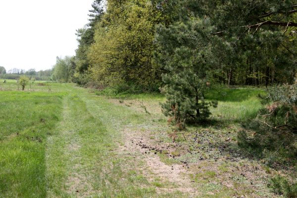 Lázně Bohdaneč, 30.4.2010
Severovýchodní okraj golfového hřiště. Biotop ohroženého pískomilného hmyzu. 
Klíčová slova: Lázně Bohdaneč golf Cardiophorus ruficollis nigerrimus Ampedus elongatulus Limonius minutus Dicronychus cinereus