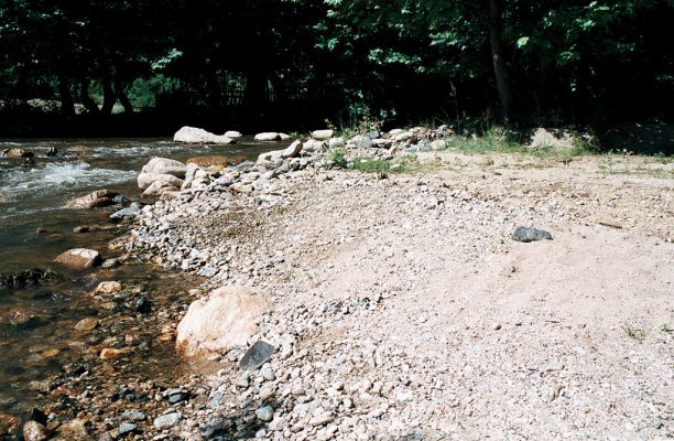 Lebnica, 5.6.2006
Štěrkový náplav říčky Lebnice.



Schlüsselwörter: Lebnica Lebnica river Zorochros alysidotus meridionalis